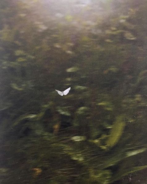 White butterfly in a dreamy green forest